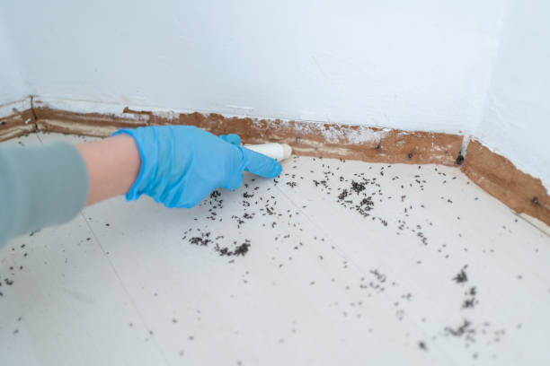 Best Bed Bug Extermination  in Wellston, OH